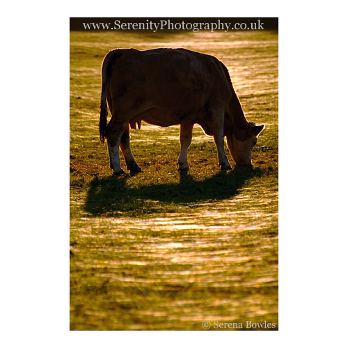A grazing cow in a field in Kent, surrounded by the glistening strands of spiders' webs