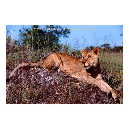 Lion rests upon a rock. Zimbabwe, Africa