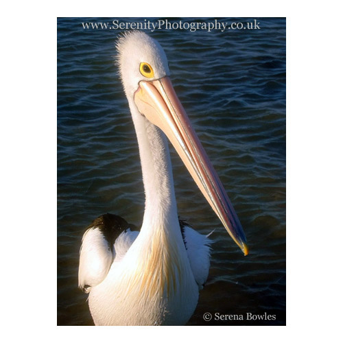 A pelican looks shyly up at the camera. Australia.
