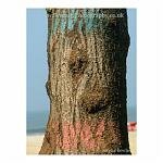 A tree on the beach in Goa, painted pink and blue.
