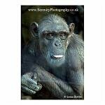 Adult Chimp Behind Glass 07