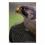 A Peregrine Falcon, his last meal still on his beak. Taken at Dover Castle, England.