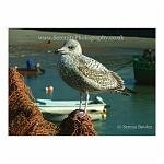 A baby seagull perches on a fishing net. Folkestone, England.