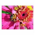 A honey bee busily collects pollen from a bright pink flower.