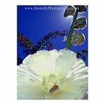 A bee collections pollen on a bright summer day. Australia