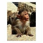 Baby monkey, his cheek bulging with banana. Hampi, India