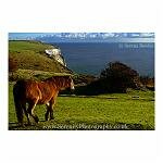 Cliff Pony