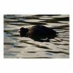 Cute Coot