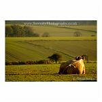 A cow sits in a field enjoying the Kent countryside