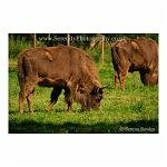 European Bison
