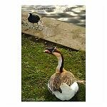 Feathered Friends