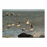 Flock of Seagulls