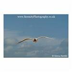 Flying Black Headed Gull 01