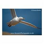 Flying Gull 09