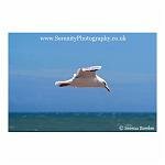 Flying Gull 13