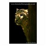 Beautiful Snow Leopard. Taken at Howletts Wildlife Park, Kent
