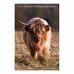 Highland Standoff