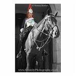 Horse Guard