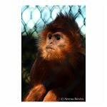 Javan Langur Monkey