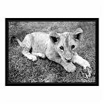 black and white shot of a lion cub lying on the grass looking up at the camera. Taken in Antelope Park, Zimbabwe