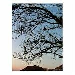 Playful monkeys swing from the trees. Badami, India