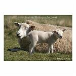 Mother and Child Sheep