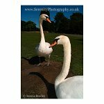 Mute Swans