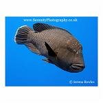 Napoleon Wrasse 12