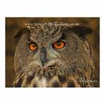 The bright orange eyes of an eagle owl.