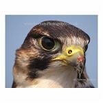 Peregrine falcon after a feed of flesh. Taken at Dover Castle, England.