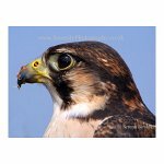 A Peregrine Falcon, his last meal still on his beak. Taken at Dover Castle, England.