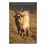 Prowling Goat