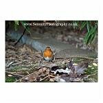 Robin on Ground 02
