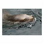 Seal in the Water