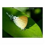 Brown and white butterfly on a leaf in Laos, SE Asia