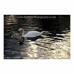 Shy Swan