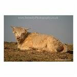 Sitting Bull