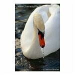 Spitting Swan