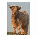 Standing Calf