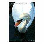 Swan From Above