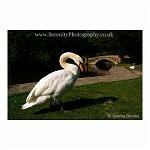 Swanee River