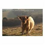 Temple Ewell Cow