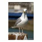 Thoughtful Gull
