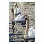 Three Swans A-Swimming