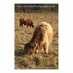 Two Cattle Grazing