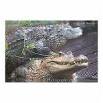 Two Crocodiles