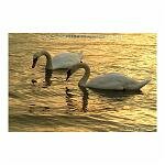 Two Swans a Swanning