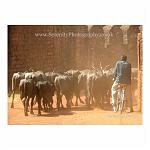 A cow-herd on a push-bike guides his water buffalo into the old fort at Bidar, India, kicking up clouds of dust as they go.