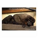 Woolly Monkey Lying Down