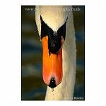 You Looking at Me - Swan